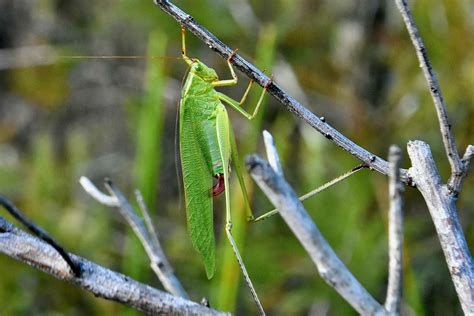 katydid deutsch|katydid translation in German 